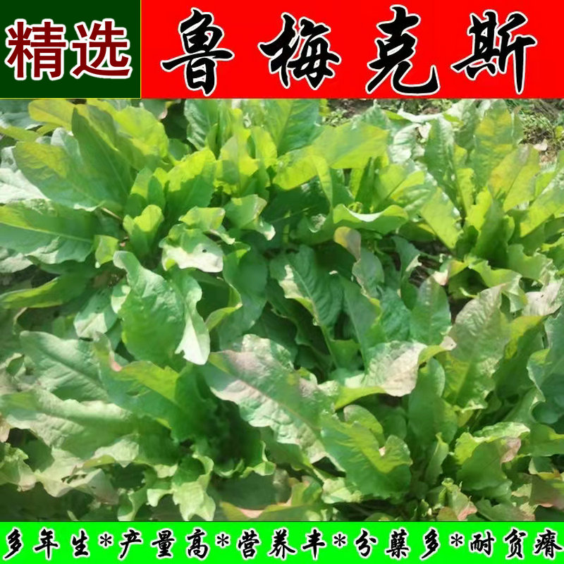 鲁梅克斯种子俄罗饲料菜多