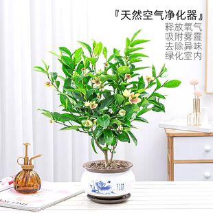 四季含笑花苗盆栽浓香型客厅室内花卉观花植物庭院树苗芳香