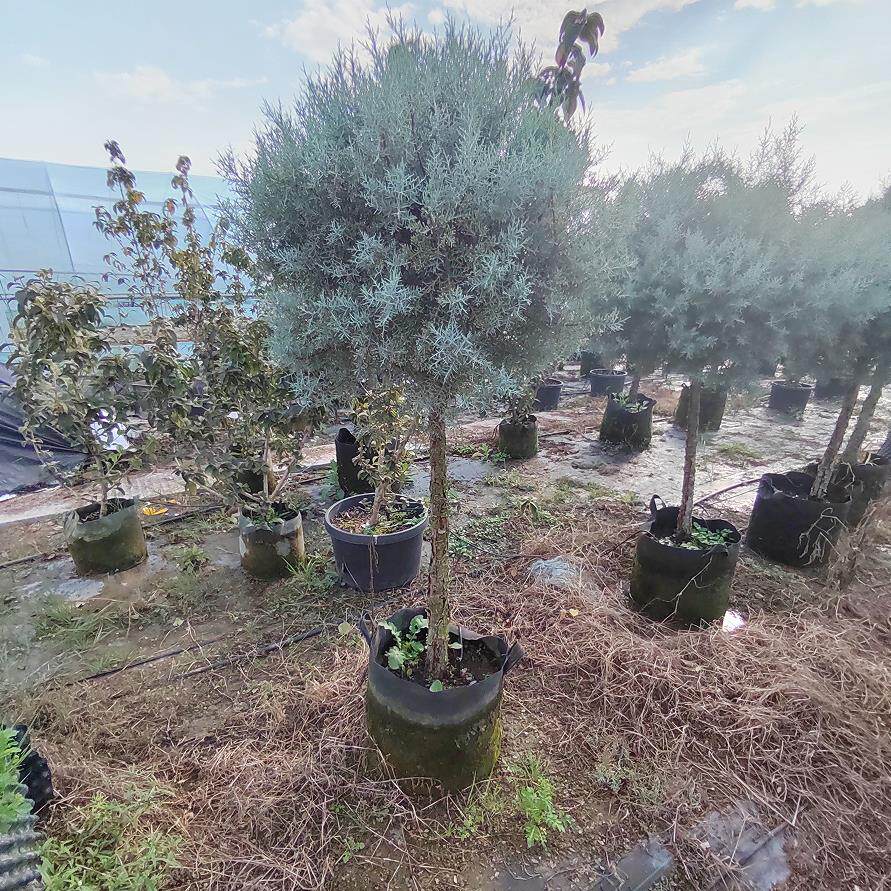 花境植物蓝冰柏深色系棒棒糖湖蓝色品种超级耐寒品种四季常青