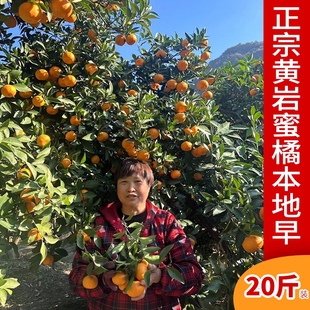 正宗台州特产现摘黄岩薄皮本地早蜜桔当季农产品柑橘新鲜水果包邮