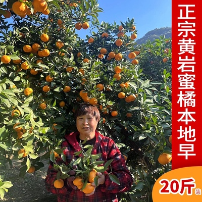 正宗台州特产现摘黄岩薄皮本地早蜜桔当季农产品柑橘新鲜水果包邮