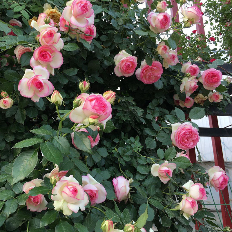 粉色龙沙宝石月季大苗庭院爬藤植物花卉盆栽四季欧洲藤本粉龙