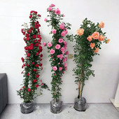 1米6藤本蔷薇花苗龙沙宝石爬藤欧月月季 大苗庭院花墙拱门大花浓香