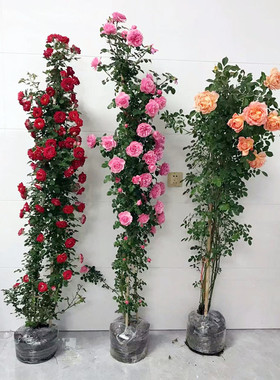 1米6藤本蔷薇花苗龙沙宝石爬藤欧月月季大苗庭院花墙拱门大花浓香