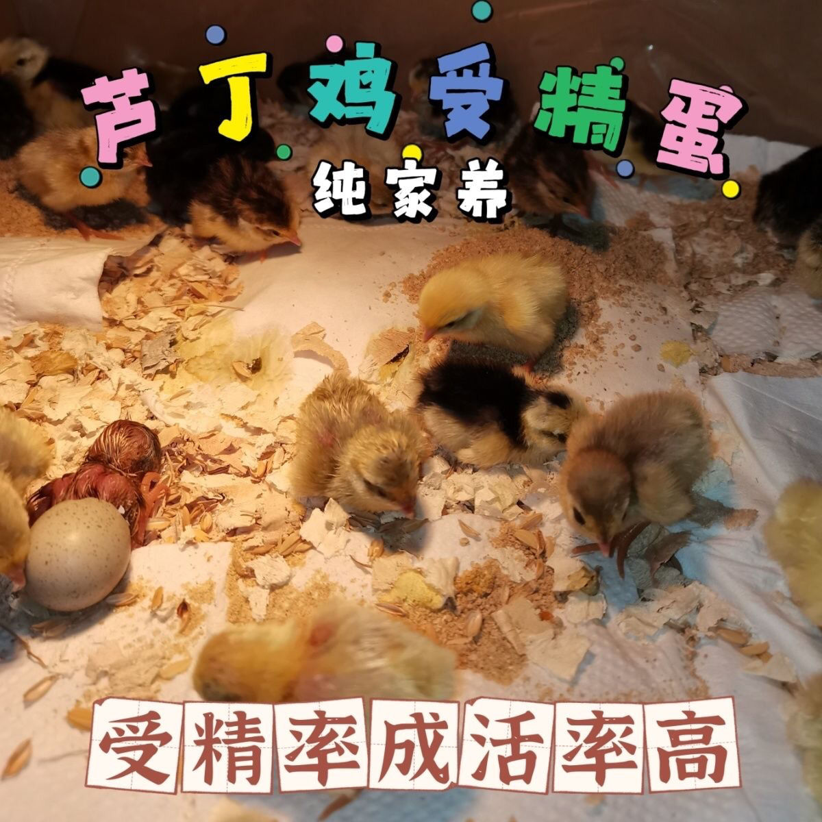 宠物鸡可孵化受精种蛋迷你网红芦丁鸡纯白礼服瓦灰受精卵卢丁鸡蛋