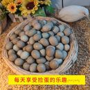 网红小鸡德系宠物鸡纯白瓦灰礼服可孵化种蛋迷你观赏芦丁鸡受精蛋