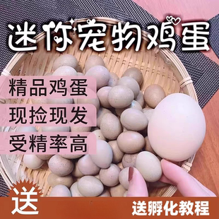 芦丁鸡受精蛋网红迷你观赏鸡卢丁鸡德系纯白瓦灰礼服可孵化种蛋