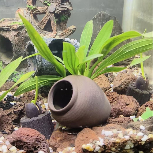 溪流缸小罐子鱼缸造景鱼产卵无孔