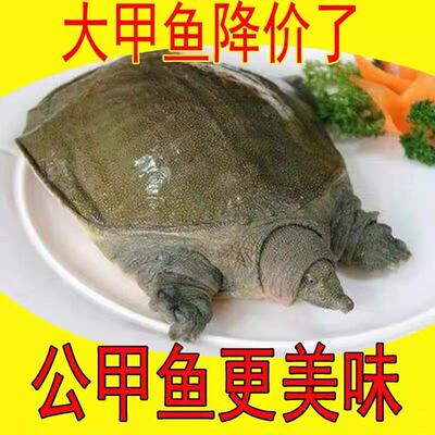 甲鱼鲜活食用中华鳖团鱼水鱼商用王八包活生态外塘散养青黄背甲鱼