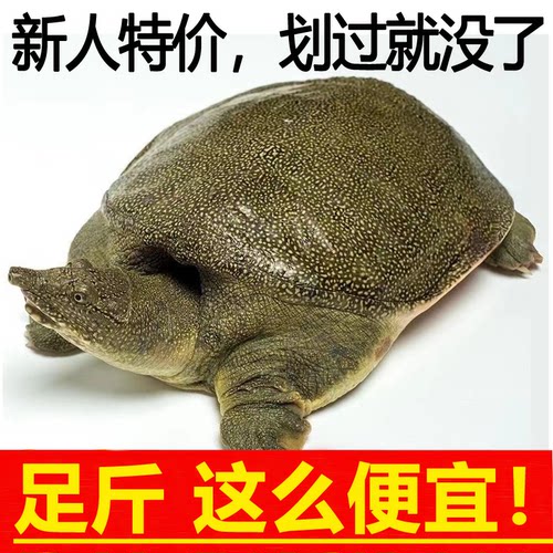 【便宜】散养外塘鲜活甲鱼纯天然农产品正宗稻田老鳖食用新鲜包邮