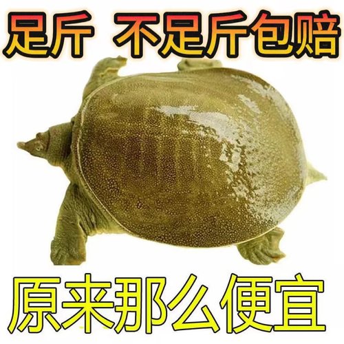 便宜外塘大甲鱼鲜活体中华鳖食用水鱼团鱼王八散养养殖小甲鱼鳖苗