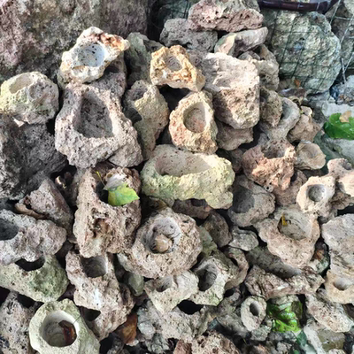 吸水石植物原石绿植上水石花盆微景观赏多肉文竹菖蒲石槽花盆清仓