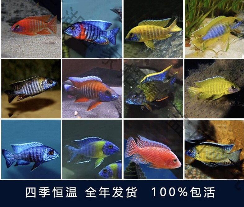 三湖慈鲷马鲷孔雀类合集精品f1活体淡水热带观赏鱼包邮包损大尺寸