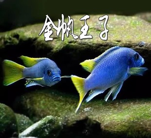 三湖慈鲷金帆王子卡塔乐小丑尺寸3-4厘米未发色杜绝激素鱼