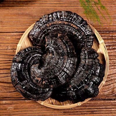 长白山黑灵芝整朵林芝东北特产生长灵芝煲汤泡酒煮水