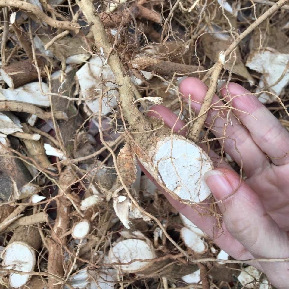地桃花根 中药材肖梵天花根 八卦根 拦路虎八卦草干货切片