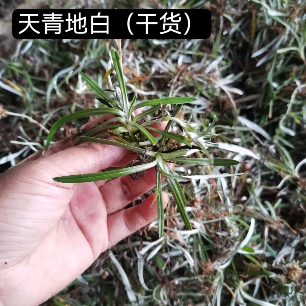 晒干天青地白草 上青下白中药材叶下白 细叶鼠曲草50-500克