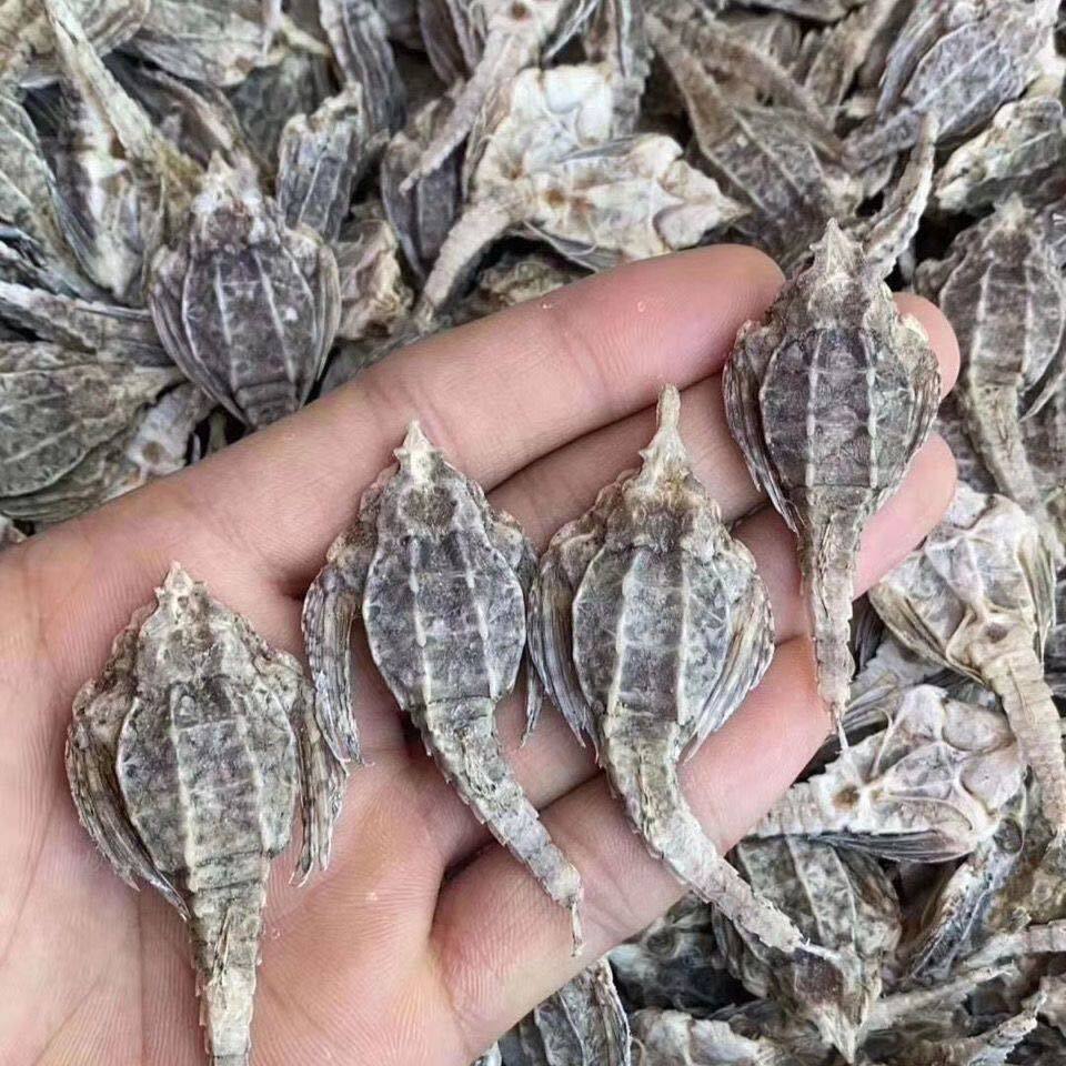 海燕海产海麻雀干货泡酒料中药炖汤药材