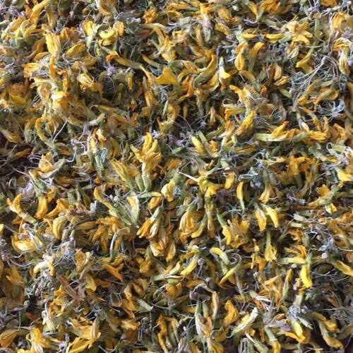 【金雀花】金雀花 锦鸡儿花 阳雀花