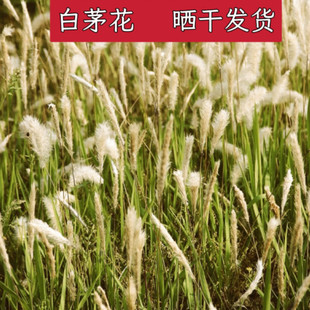 新鲜干货白茅花白茅根草花白毛花茅针花茅草花正品