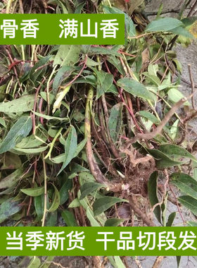【干品透骨香】贵州野采正品新鲜新货透骨草满山搜山虎煤炭中草药