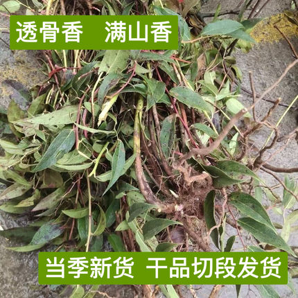 【干品透骨香】贵州野采正品新鲜新货透骨草满山搜山虎煤炭中草药