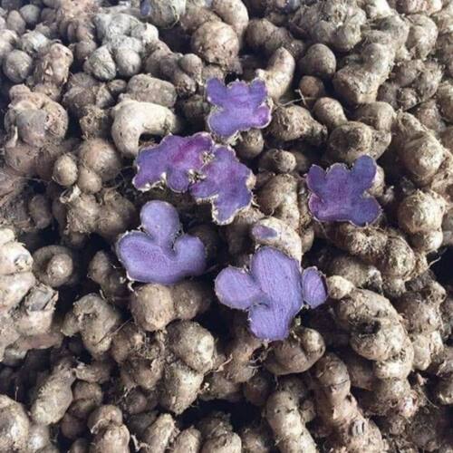 新货现货 紫姜泰国黑姜紫心姜小花山奈泰国人参黑生姜干片