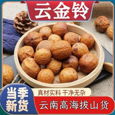 【云金玲】云南金铃子云金铃