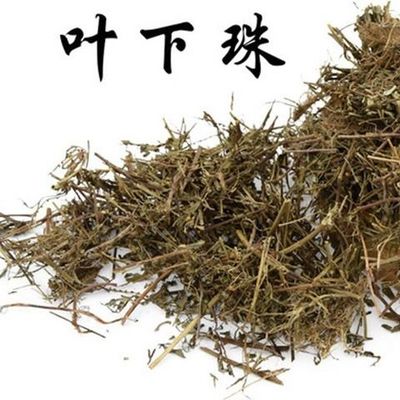 中药材 珍珠草 正新品云南叶下珠 新鲜干货 新货