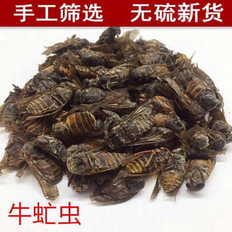 中药材 牛虻虫 蜚虻、牛虻、牛蚊子 盲虫 芒虫 牛苍蝇