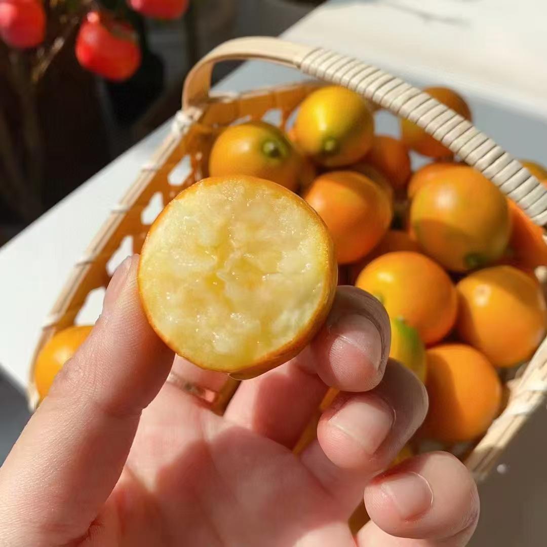 广西融安金桔鲜果水果 脆蜜小果5斤装 当季水果