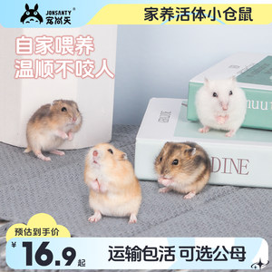 家养仓鼠活物已打疫苗