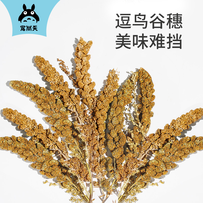 宠尚天鹦鹉谷穗天然带壳黄谷子小米麦穗玄凤虎皮饲料鸟粮鸟零食-封面