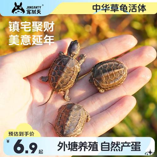 好养活中华草龟小乌龟活物巴西龟