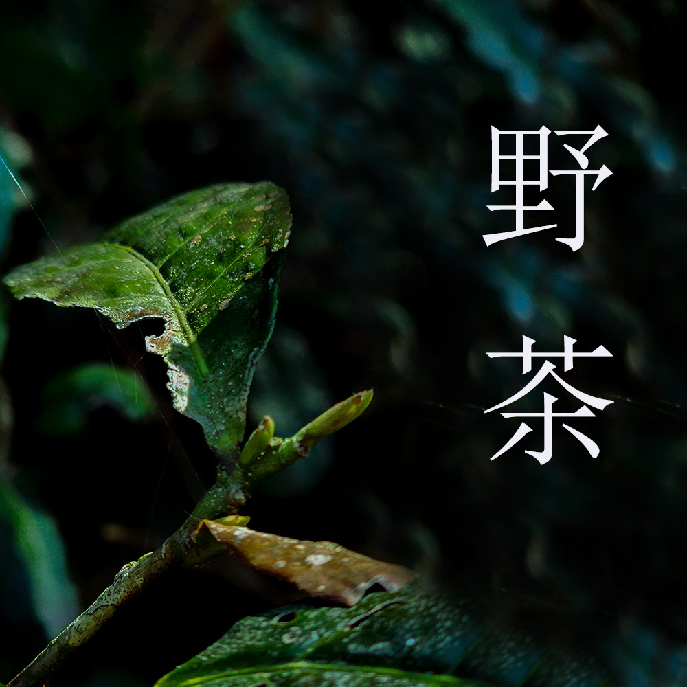 2026新茶预定春茶 猴魁野茶,浓香型高山野茶猴魁