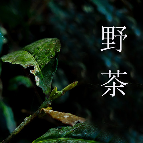 2026新茶预定春茶 猴魁野茶，浓香型高山野茶猴魁