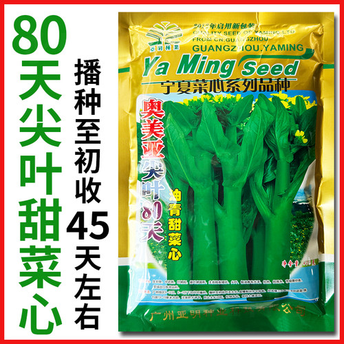 80天尖叶甜菜心种子生长快尖叶