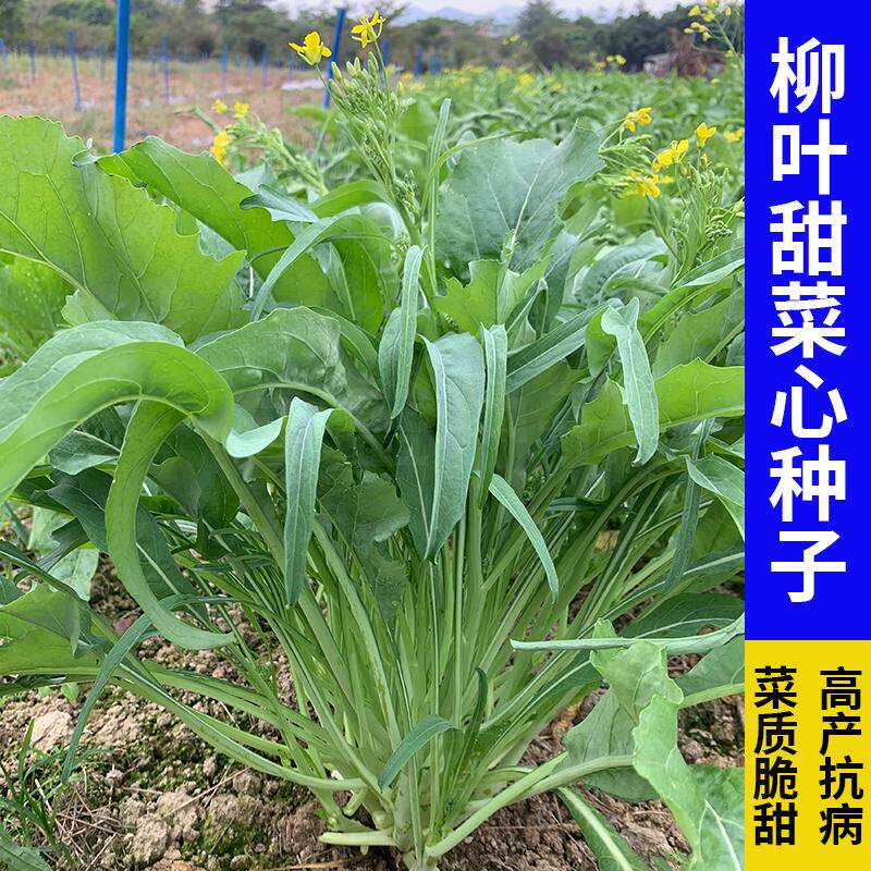 柳叶甜菜心种子多枝多芽卷叶菜心种籽尖叶甜脆菜苔青菜种蔬菜种孑