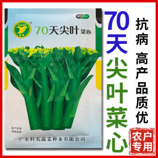 农科院70天尖叶菜心种籽高产抗病广东柳叶甜菜心种子大田蔬菜种孑