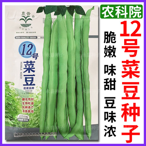 12号菜豆种子脆嫩味甜豆味浓