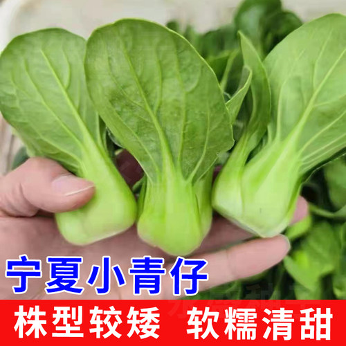 宁夏小青仔种子软糯清甜