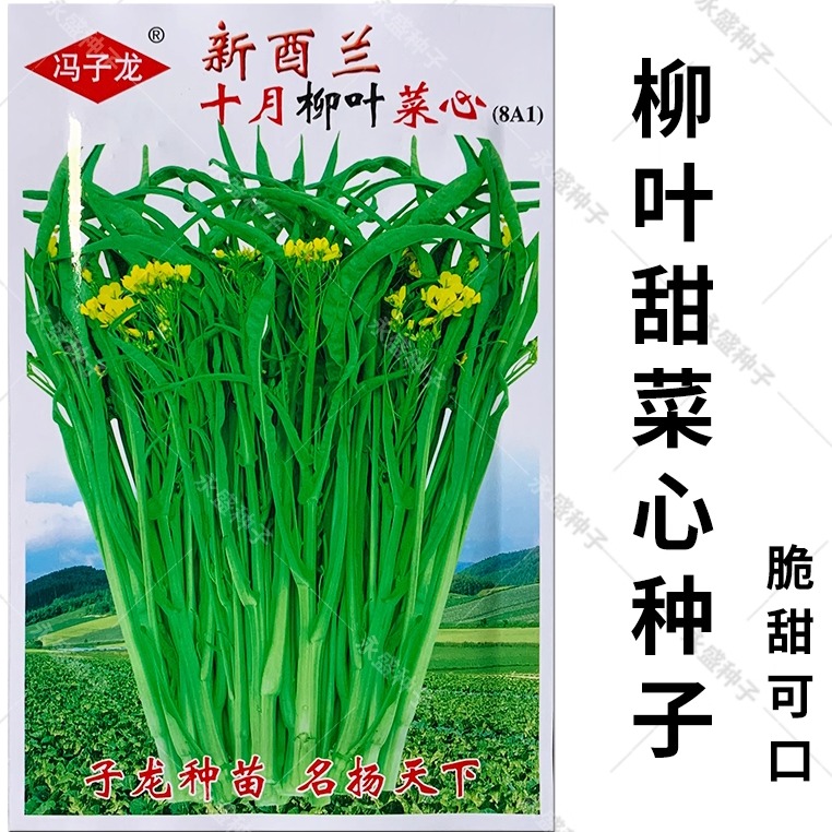 柳叶种籽广西秋冬季好吃甜菜心