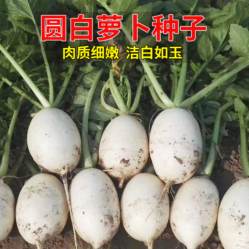圆白萝卜种子萝卜籽种