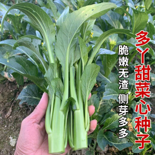 建南6号甜菜心菜种籽多枝多芽广东菜心种子高产青菜籽种蔬菜种孑