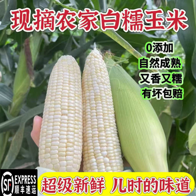 正宗梅州农家甜糯玉米新鲜自种带叶新鲜现摘当季不转基因顺丰包邮