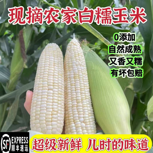 正宗梅州农家甜糯玉米新鲜自种带叶新鲜现摘当季不转基因顺丰包邮