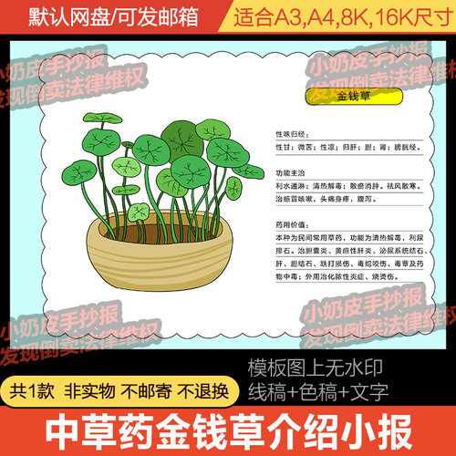 中草药金钱草介绍解说手抄报植物小报模板电子版半成品线稿涂色