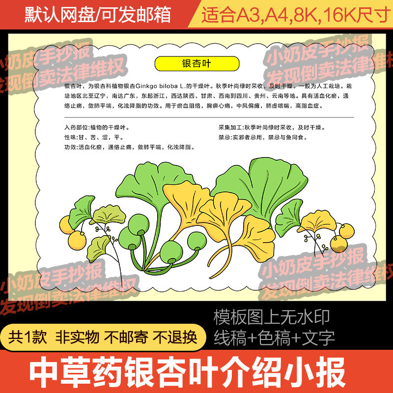 中草药银杏叶介绍解说手抄报植物小报模板电子版半成品线稿涂色