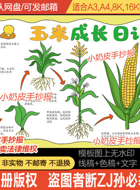 玉米成长生长记手抄报植物苞谷玉米观察日记小报模板电子版黑线稿