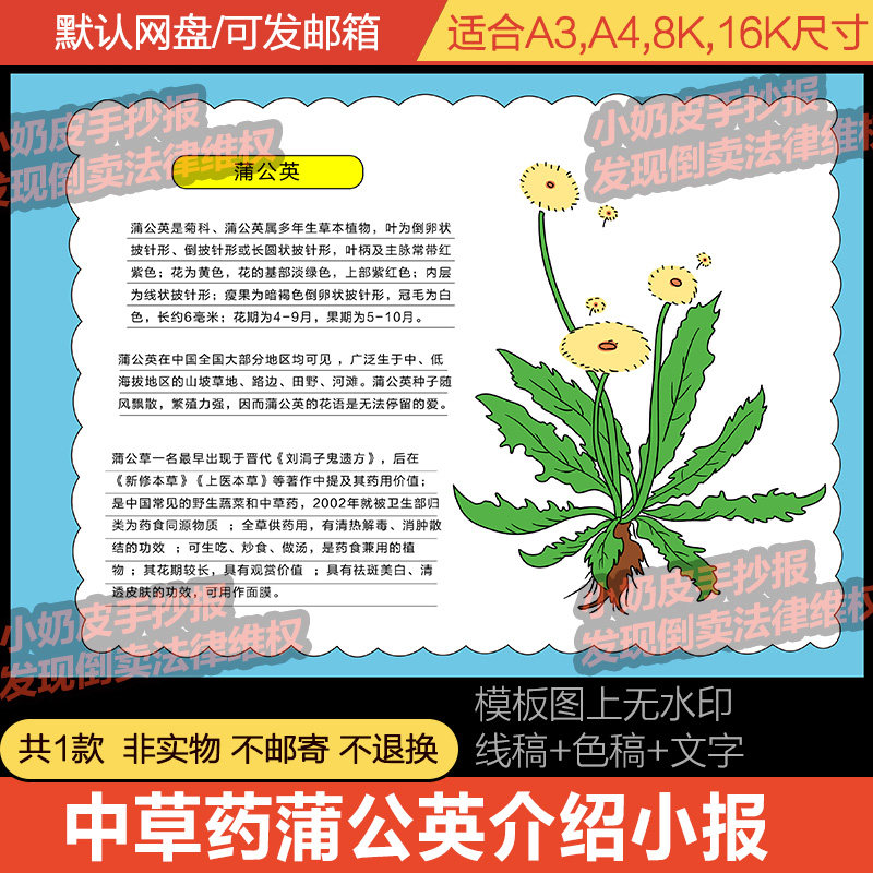 中草药蒲公英介绍解说手抄报植物小报模板电子版半成品线稿涂色